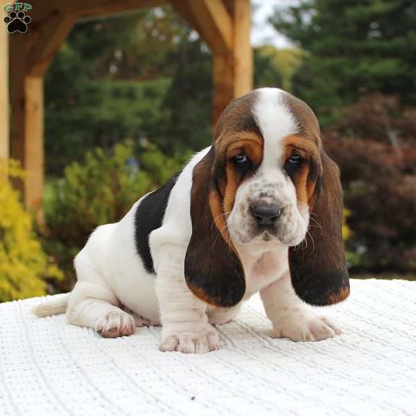 Bailey, Basset Hound Puppy